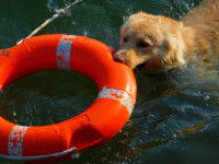 Un chien ramène une bouée de sauvetage