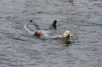 Un Labrador remorque un homme dans l'eau
