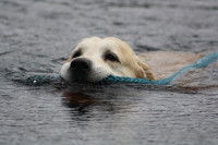 La création des niveaux d'apprentissage du travail du chien à l'eau
