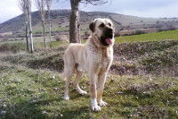 L’utilisation du chien pour protéger des espèces menacées