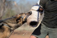 La formation des chiens de lutte contre le braconnage