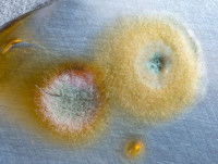 Qu’est-ce que la moisissure ?