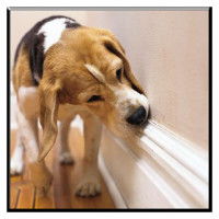 ©Dog training Springboro