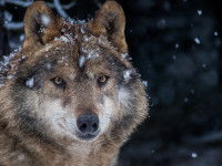 Le loup, un animal sauvage indomptable