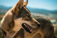 Quelques films avec des chiens à la place des loups