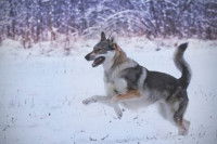 Le chien doubleur de loup dans les films