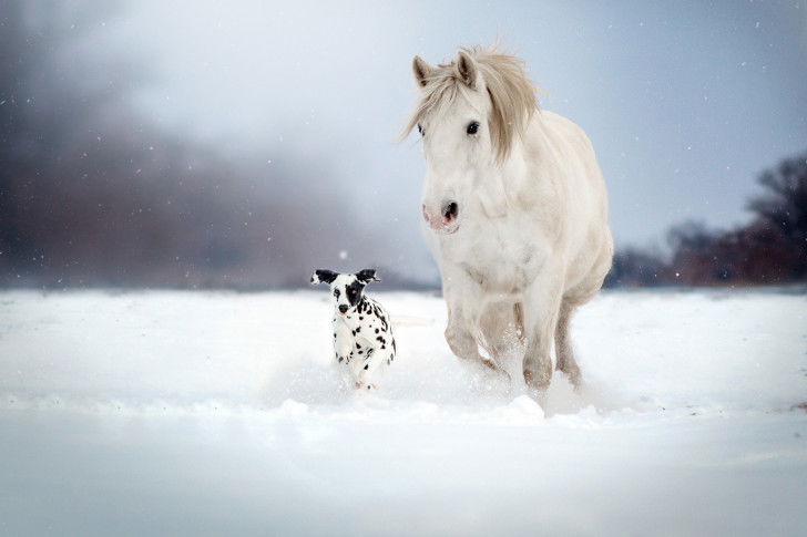 Un Dalmatien et un cheval blanc