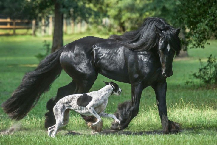 Un chien et un grand cheval noir dans un pré