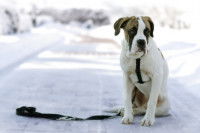 Un gros chien abandonné sur un chemin enneigé