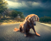 Un gros chien abandonné sur la route