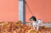 Un petit chien attaché à un poteau