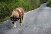 Un gros chien abandonné marchant sur la route