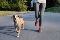 Une maitresse faisant un jogging avec son chien