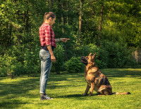 Une maitresse en train d'éduquer un Berger Allemand