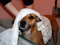 Un chien en train de se faire essuyer après un bain