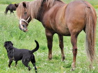 Un cheval et un chien noir en train de se regarder