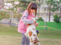 Une fillette jouant avec un chien roux et blanc