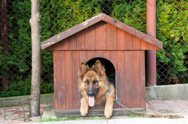 Un Berger Allemand confortablement installé dans sa niche