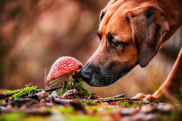 Un chien renifle un champignon vénéneux