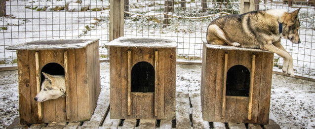 Deux chiens Huskies installés dans leur chenil