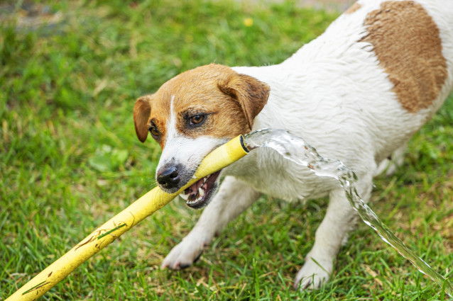 Un Jack Russel joue avec un tuyau d'arrosage
