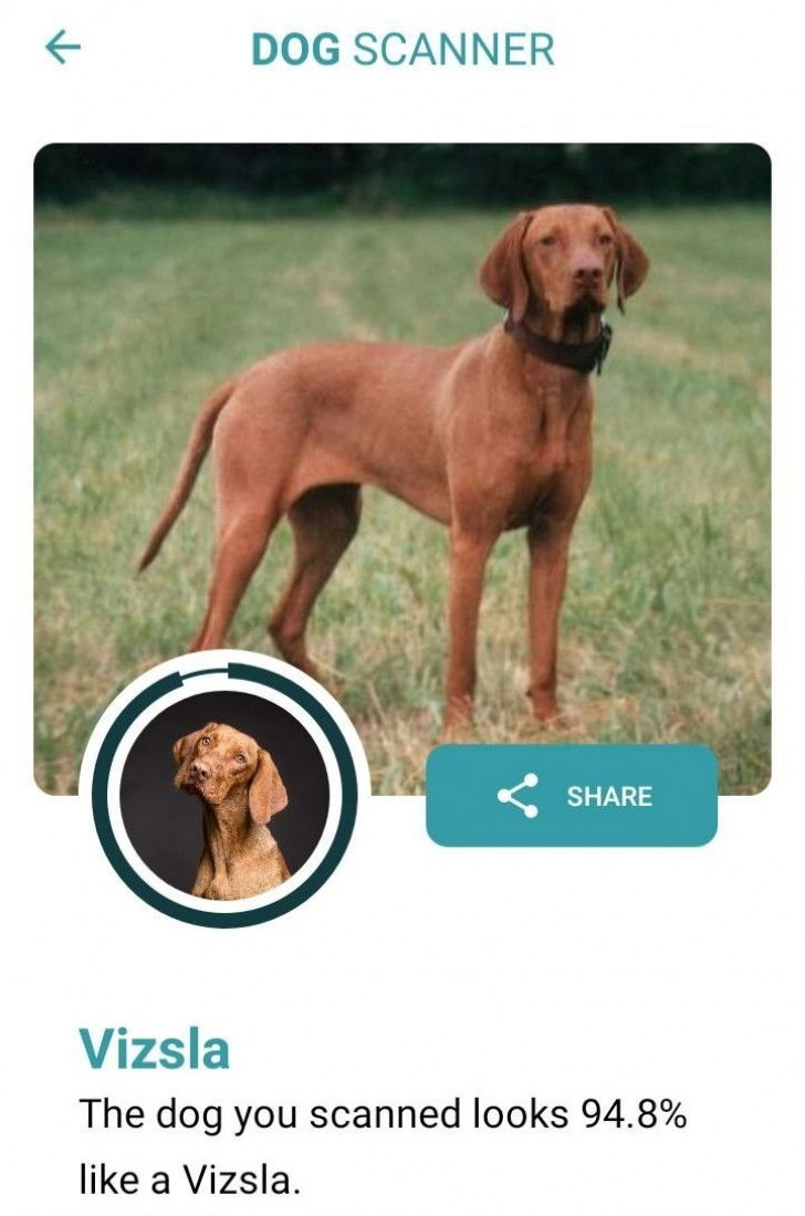 Une capture d'écran de l'application Dog Scanner montrant le résultat de l'analyse d'une photo d'un chien