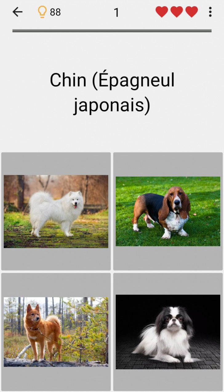 Une capture d'écran de l'application Quiz sur les races, montrant un quiz où il faut reconnaître un Épagneul Japonais parmi 4 photos proposées