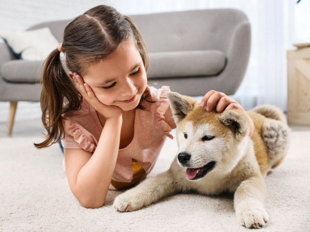 Une petite fille caresse son chiot Akita Inu