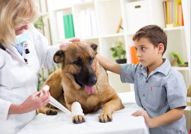 Une vétérinaire fait un bandage à un chien blessé sous les yeux d'un enfant