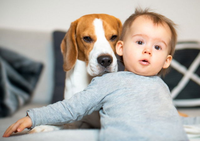 Un chien protège un tout jeune enfant