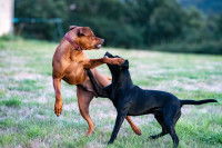 Deux chiens en train de se bagarrer dans un parc