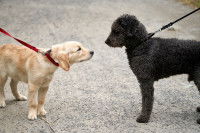 Deux chiens tenus en laisse se rencontrent dans la rue