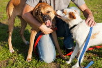 Un homme tente de séparer deux chiens en pleine bagarre