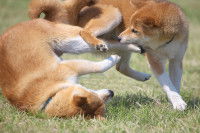 Deux Shiba Inus en train de se battre dans l'herbe