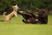 Deux chiens se bagarrent dans un jardin