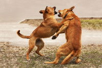 Deux gros chiens qui se battent en extérieur