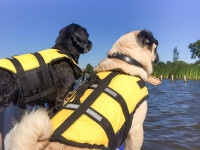 Les gilets de sauvetage pour humains et pour chiens