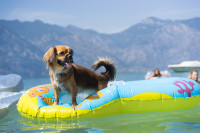 Habituer son chien à naviguer sur un bateau de plaisance