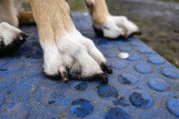 Un chien sale s'essuie les pattes sur un tapis après une promenade