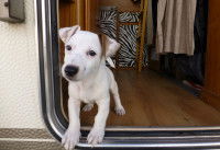 Un petit chien à l'entrée d'un camping-car