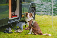 Un Border Collier attaché en laisse à un camping-car
