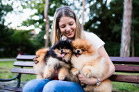 Le risque pour le chien d’être vecteur actif du Covid-19