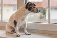 Les chiens les plus aptes à vivre en appartement