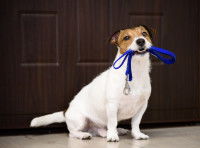 Un chien peut-il être heureux en appartement ?