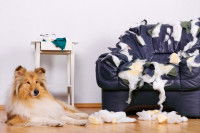 Un chien peut-il être heureux en appartement ?