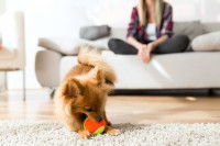 Les jeux pour un chien vivant en appartement