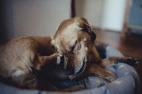 Un chien d’appartement est-il plus susceptible de contracter certaines maladies ?
