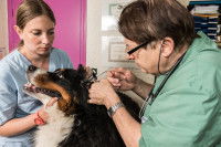 Un chien peut-il être heureux en appartement ?