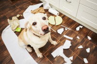 Les dangers de la vie en appartement pour un chien