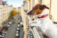 Un chien peut-il être heureux en appartement ?
